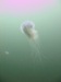 jelly2.jpg
